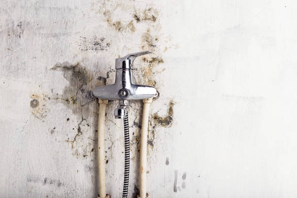 Trusted Aspen, CO Mold Removal Experts