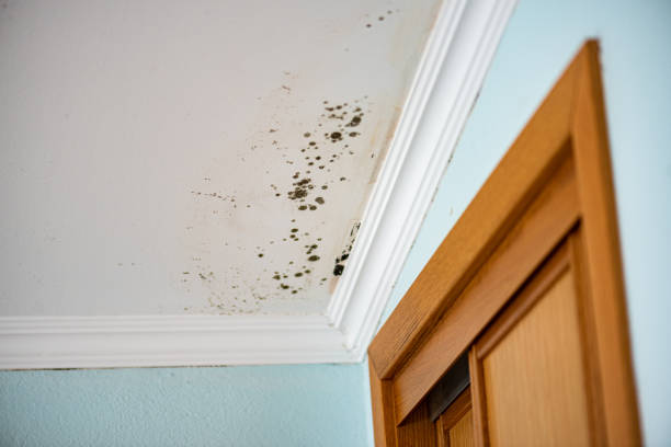 Best Mold Remediation  in Aspen, CO