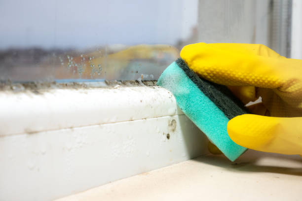 Best Commercial Mold Removal  in Aspen, CO