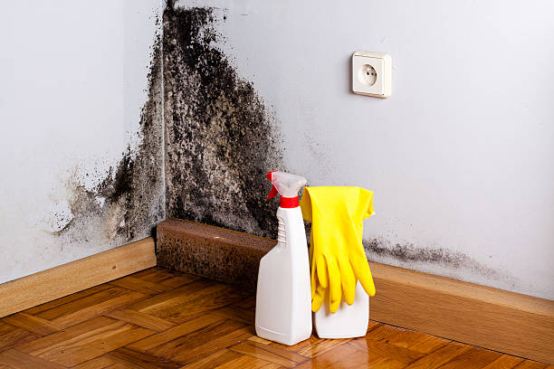 Best Residential Mold Removal  in Aspen, CO