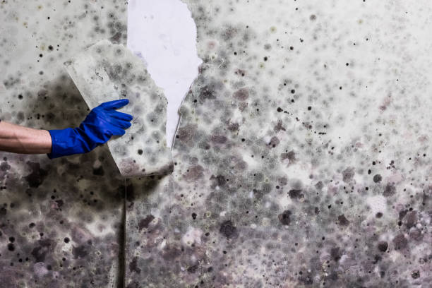 Best Home Mold Removal  in Aspen, CO